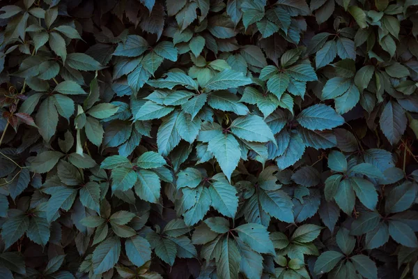 Grön bladstruktur. Blad textur bakgrund. Gräsens naturliga struktur. Höstlöv. Vilda druvor. Textur av höstlöv. — Stockfoto