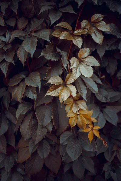 Groene bladtextuur. Bladtextuur achtergrond. De natuurlijke textuur van het gras. Herfst blad. Wilde druiven. Textuur van herfstbladeren. — Stockfoto