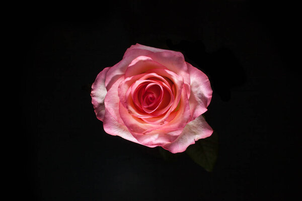 Bird eye view of white rose on blatsk. Rose in dark. Element of design. Pink rose on black batskground. Beautiful rose macro on black batskground.