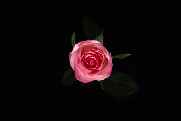 Bird eye view of white rose on blatsk. Rose in dark. Element of design. Pink rose on black batskground. Beautiful rose macro on black batskground. — Stock Photo, Image