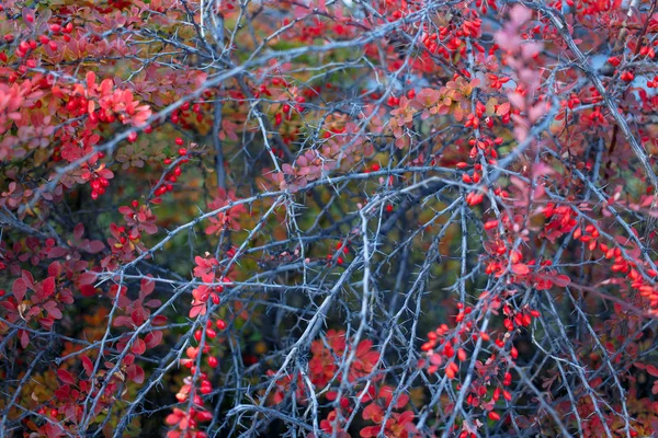 Arbusto de baga, fundo vermelho floral colorido. Bagas de baga no arbusto na estação de outono, foco superficial. Parque de Outono. O ramo de um arbusto com frutos barberry . — Fotografia de Stock