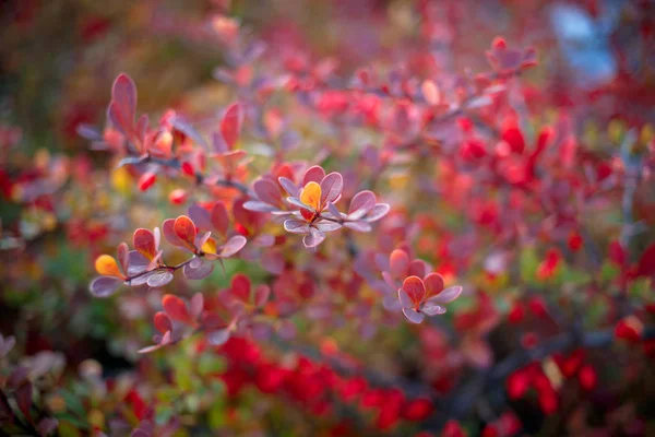 Arbusto de Barberry, colorido fondo rojo floral. Bayas de Barberry en el arbusto en la temporada de otoño, enfoque superficial. Autumn Park. La rama del arbusto con los frutos el agracejo . —  Fotos de Stock