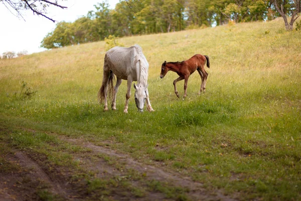 Animals. Mother and child. Horse and foal grazing in the meadow. Newborn horse stands beside his protective mother.