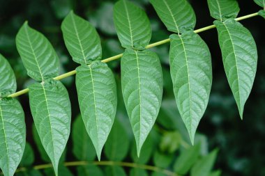 Küçük yeşil ağaç güneş ışığında yaprak. Doğal doku, bitkisel arka plan.