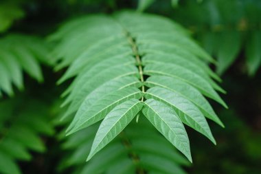 Küçük yeşil ağaç güneş ışığında yaprak. Doğal doku, bitkisel arka plan.