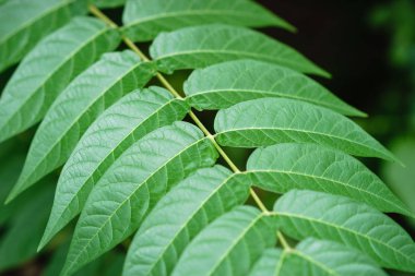 Küçük yeşil ağaç güneş ışığında yaprak. Doğal doku, bitkisel arka plan.