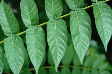 Küçük yeşil ağaç güneş ışığında yaprak. Doğal doku, bitkisel arka plan.