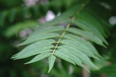 Küçük yeşil ağaç güneş ışığında yaprak. Doğal doku, bitkisel arka plan.