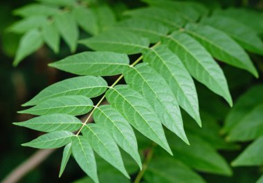 Küçük yeşil ağaç güneş ışığında yaprak. Doğal doku, bitkisel arka plan.