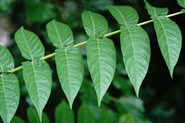 Küçük yeşil ağaç güneş ışığında yaprak. Doğal doku, bitkisel arka plan.