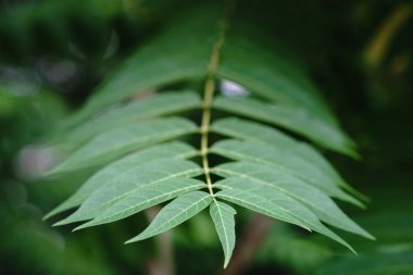 Küçük yeşil ağaç güneş ışığında yaprak. Doğal doku, bitkisel arka plan.