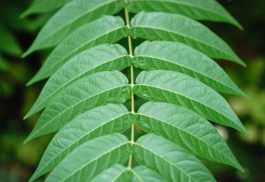 Küçük yeşil ağaç güneş ışığında yaprak. Doğal doku, bitkisel arka plan.