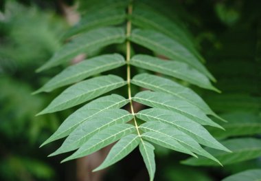 Küçük yeşil ağaç güneş ışığında yaprak. Doğal doku, bitkisel arka plan.