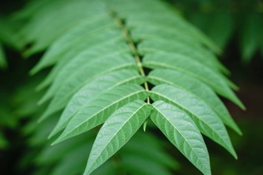 Küçük yeşil ağaç güneş ışığında yaprak. Doğal doku, bitkisel arka plan.