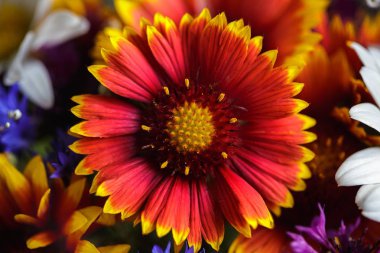 Gaillardia pulchella Foug, battaniye çiçek. Yaz akşamı çayır çiçek açan renkli Hint battaniye kır çiçeği, yakın çekim. Flowering.Chamomile çiçekler. Kır çiçekleri buketi. Duvar kağıdı.