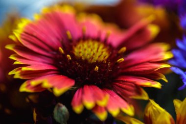 Gaillardia pulchella Foug, battaniye çiçek. Yaz akşamı çayır çiçek açan renkli Hint battaniye kır çiçeği, yakın çekim. Flowering.Chamomile çiçekler. Kır çiçekleri buketi. Duvar kağıdı.