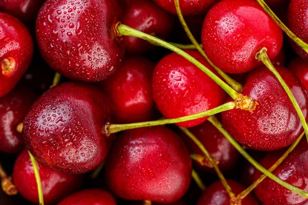 Kiraz arka plan. İzole kiraz. Kırpma yolu ile beyaz arka plan üzerinde izole kiraz meyve. Tatlı beyaz izole kiraz