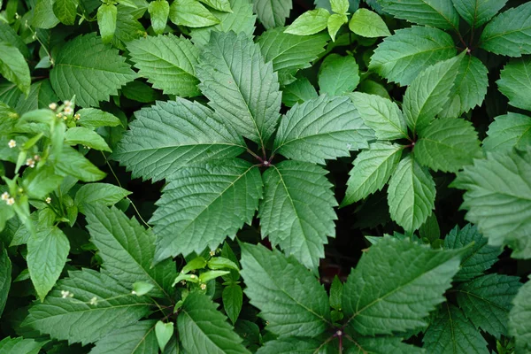 Yeşil yaprak dokusu. Yaprak dokusu arka planı. Çimenlerin doğal dokusu. Sonbahar yaprakları. Vahşi üzümler. Sonbahar yapraklarının dokusu.