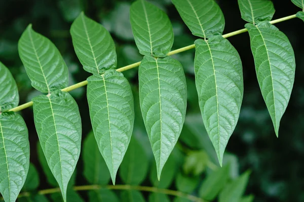 Küçük yeşil ağaç güneş ışığında yaprak. Doğal doku, bitkisel arka plan.