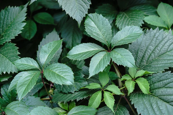 Yeşil yaprak dokusu. Yaprak dokusu arka planı. Çimenlerin doğal dokusu. Sonbahar yaprakları. Vahşi üzümler. Sonbahar yapraklarının dokusu.