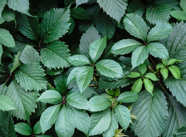 Yeşil yaprak dokusu. Yaprak dokusu arka planı. Çimenlerin doğal dokusu. Sonbahar yaprakları. Vahşi üzümler. Sonbahar yapraklarının dokusu.