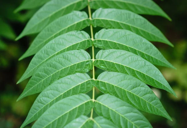 Küçük yeşil ağaç güneş ışığında yaprak. Doğal doku, bitkisel arka plan.