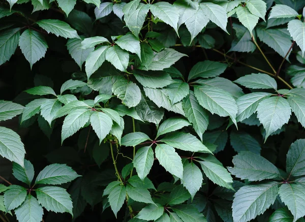 Yeşil yaprak dokusu. Yaprak dokusu arka planı. Çimenlerin doğal dokusu. Sonbahar yaprakları. Vahşi üzümler. Sonbahar yapraklarının dokusu.