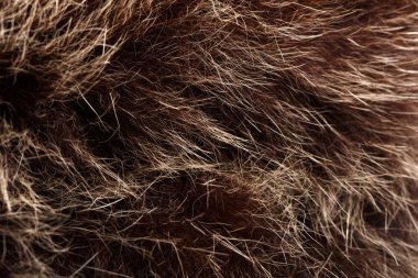 doku kürk. Kızıl kahverengi gri kurt, tilki, ayı kürk doğal, hayvan yaban hayatı kavramı ve arka plan, doku ve duvar kağıdı için stil. Makro Brown kürk
