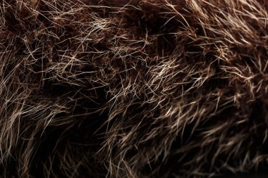 doku kürk. Kızıl kahverengi gri kurt, tilki, ayı kürk doğal, hayvan yaban hayatı kavramı ve arka plan, doku ve duvar kağıdı için stil. Makro Brown kürk