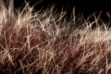 doku kürk. Kızıl kahverengi gri kurt, tilki, ayı kürk doğal, hayvan yaban hayatı kavramı ve arka plan, doku ve duvar kağıdı için stil. Makro Brown kürk