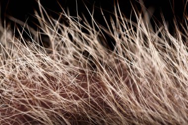 doku kürk. Kızıl kahverengi gri kurt, tilki, ayı kürk doğal, hayvan yaban hayatı kavramı ve arka plan, doku ve duvar kağıdı için stil. Makro Brown kürk