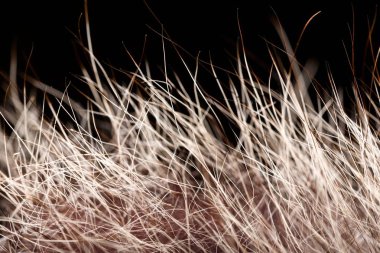 doku kürk. Kızıl kahverengi gri kurt, tilki, ayı kürk doğal, hayvan yaban hayatı kavramı ve arka plan, doku ve duvar kağıdı için stil. Makro Brown kürk