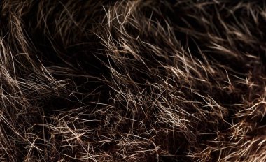 doku kürk. Kızıl kahverengi gri kurt, tilki, ayı kürk doğal, hayvan yaban hayatı kavramı ve arka plan, doku ve duvar kağıdı için stil. Makro Brown kürk