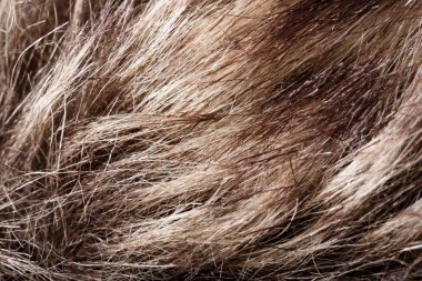 doku kürk. Kızıl kahverengi gri kurt, tilki, ayı kürk doğal, hayvan yaban hayatı kavramı ve arka plan, doku ve duvar kağıdı için stil. Makro Brown kürk