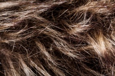 doku kürk. Kızıl kahverengi gri kurt, tilki, ayı kürk doğal, hayvan yaban hayatı kavramı ve arka plan, doku ve duvar kağıdı için stil. Makro Brown kürk