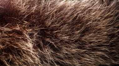 doku kürk. Kızıl kahverengi gri kurt, tilki, ayı kürk doğal, hayvan yaban hayatı kavramı ve arka plan, doku ve duvar kağıdı için stil. Makro Brown kürk
