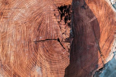 Eski doğal ahşap eski püskü arka plan kapatın. Grunge arka plan eski koyu kahverengi ahşap tahta. Ahşap doku