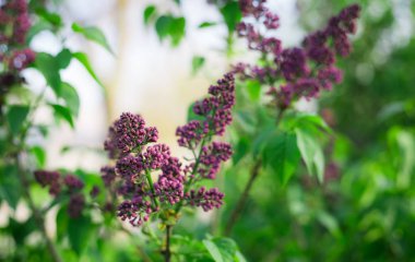 Bush, Lila, leylak arka plan. güneş ışığı altında Eflatun çiçekli güneşli arka plan bahar.