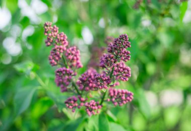 Bush, Lila, leylak arka plan. güneş ışığı altında Eflatun çiçekli güneşli arka plan bahar.