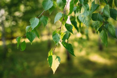 Küçük yeşil ağaç güneş ışığında yaprak. Doğal doku, bitkisel arka plan.