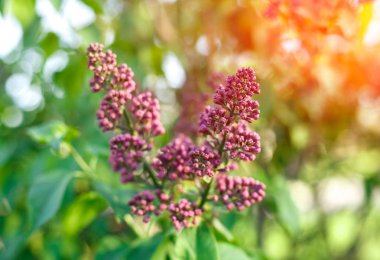 Bush, Lila, leylak arka plan. güneş ışığı altında Eflatun çiçekli güneşli arka plan bahar.