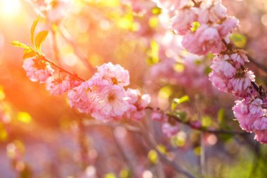 Bahar, Bahar arka plan kiraz çiçek açması ağaçlarda. Kiraz çiçekleri, pembe çiçekler bahar.