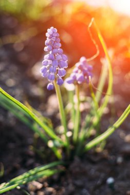 Mor muscari Muscari Armeniacum Viola. Birçok muscari mavi çiçek yeşil. Bahar muscari sümbül çiçek. Güzel mavi bahar tatil doğa arka plan mavi çiçek açması ile portre çiçekler