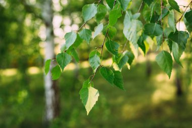Küçük yeşil ağaç güneş ışığında yaprak. Doğal doku, bitkisel arka plan.
