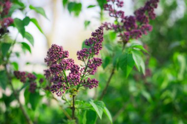 Bush, Lila, leylak arka plan. güneş ışığı altında Eflatun çiçekli güneşli arka plan bahar.