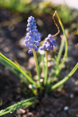 Mor muscari Muscari Armeniacum Viola. Birçok muscari mavi çiçek yeşil. Bahar muscari sümbül çiçek. Güzel mavi bahar tatil doğa arka plan mavi çiçek açması ile portre çiçekler