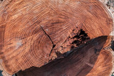 Eski doğal ahşap eski püskü arka plan kapatın. Grunge arka plan eski koyu kahverengi ahşap tahta. Ahşap doku