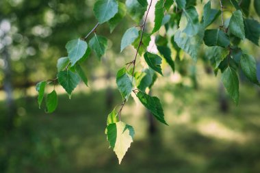 Küçük yeşil ağaç güneş ışığında yaprak. Doğal doku, bitkisel arka plan.