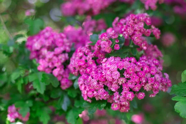 春背景に開花桜の木 春の桜の花 ピンク花 — ストック写真