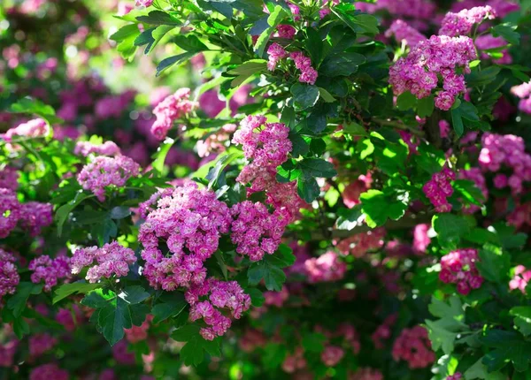 Blommande Körsbär Träd Våren Våren Bakgrund Våren Blommande Körsbärsträd Rosa — Stockfoto